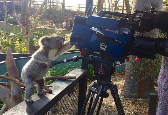 cameras_animals_helping