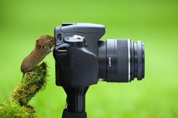 cameras_animals_helping