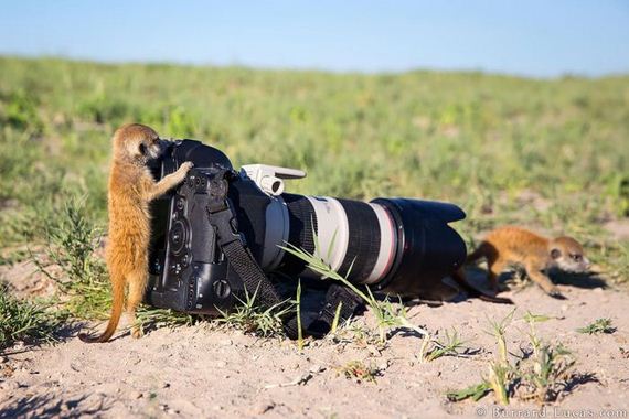 cameras_animals_helping