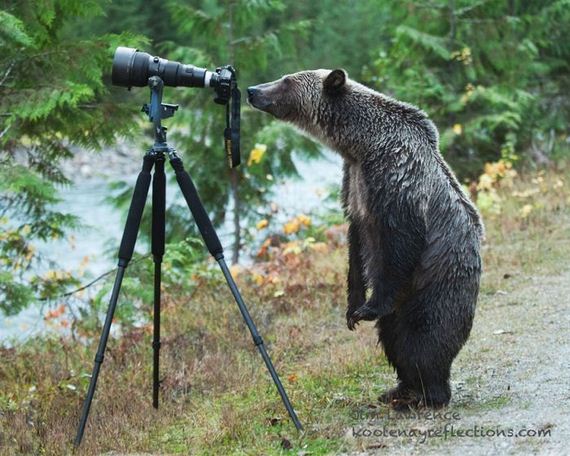 cameras_animals_helping
