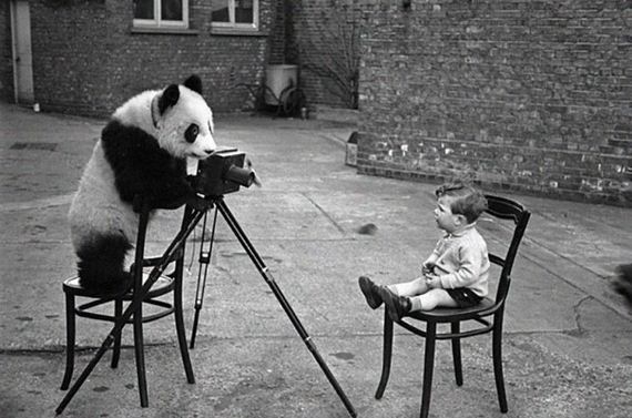 cameras_animals_helping