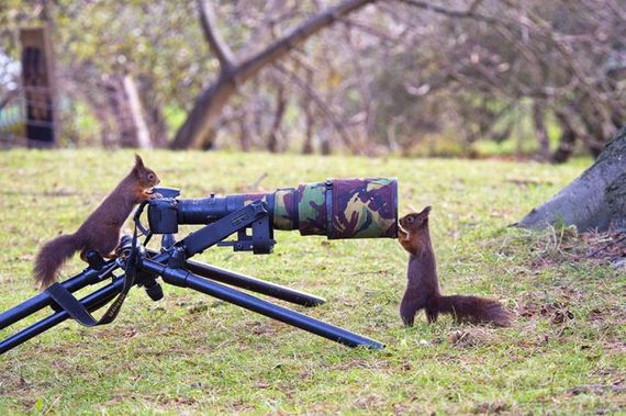 cameras_animals_helping