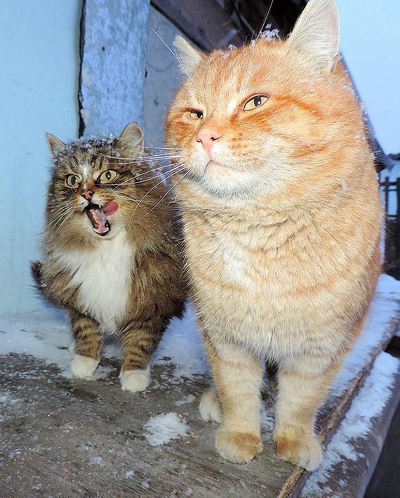 cats-000