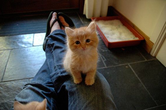 cats-000