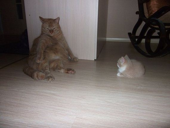 cats-000