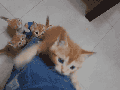 cats-000