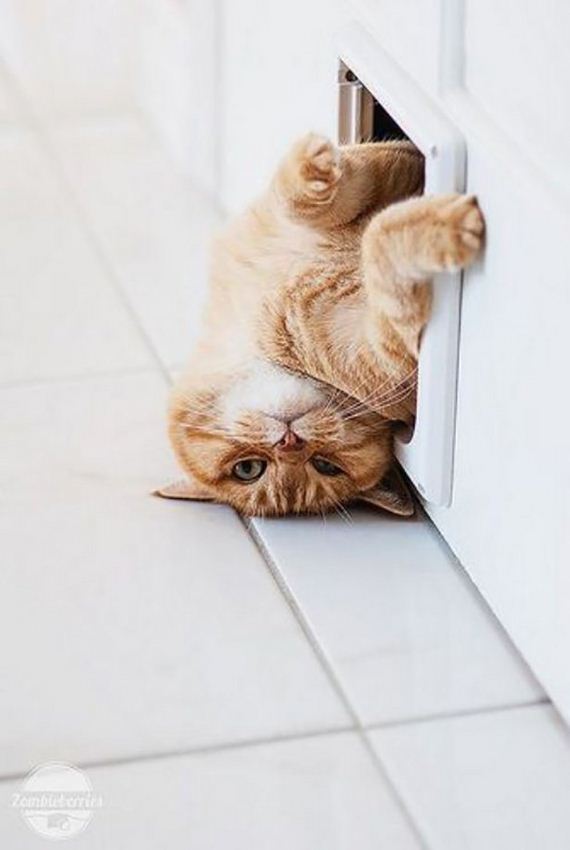cats-000