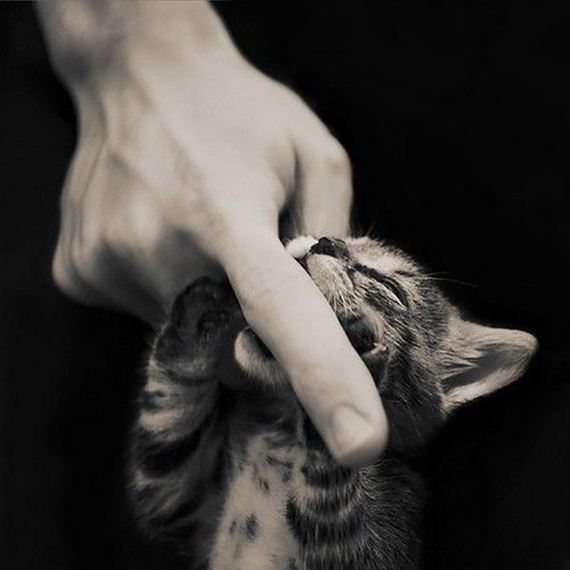 cats-000