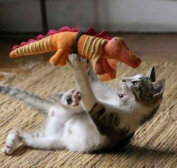cats-000
