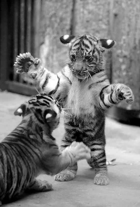 cats-000
