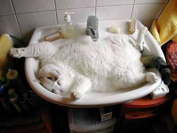 cats-000