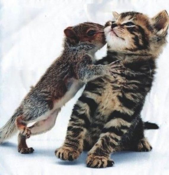 cats-000
