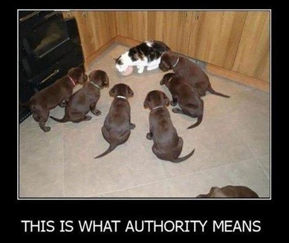 cats-000