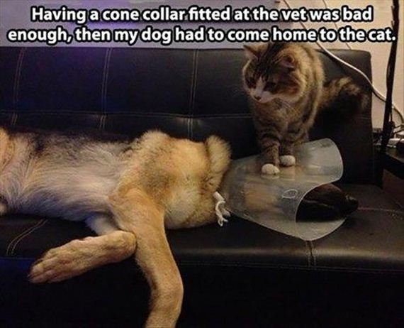 cats-000