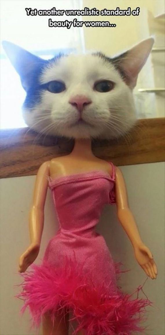 cats-000