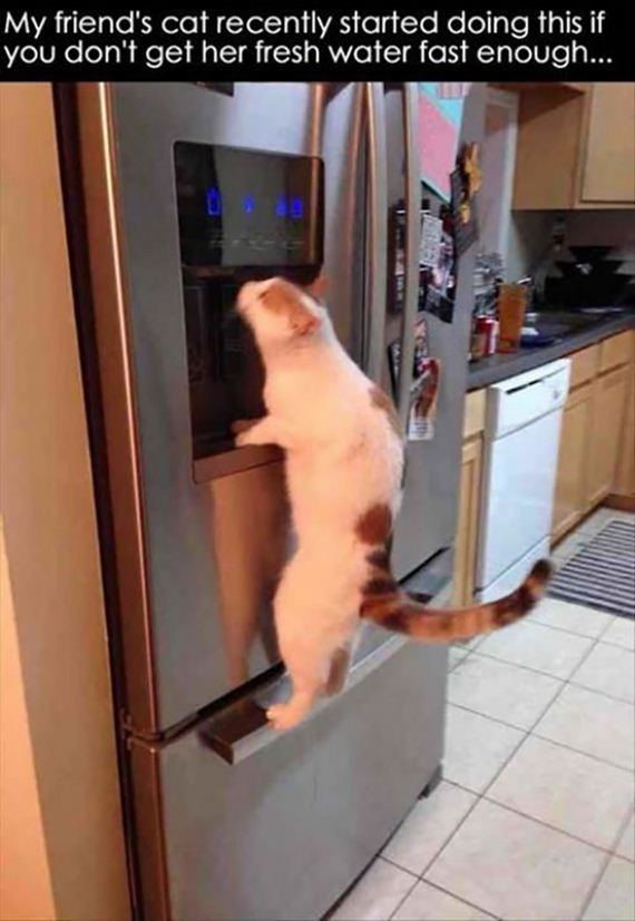 cats-000