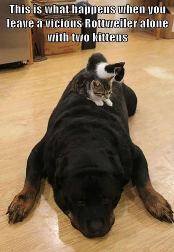 cats-000