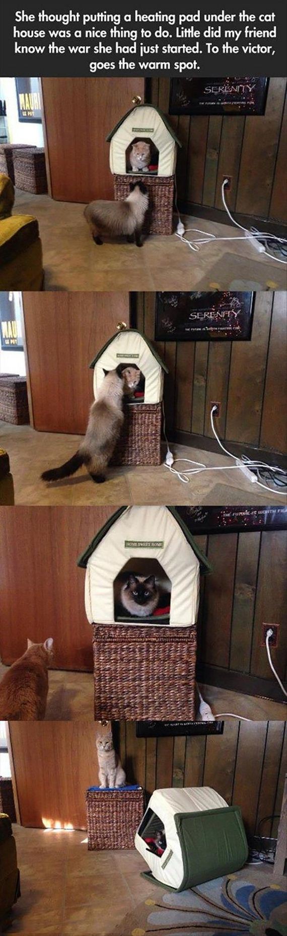 cats-000
