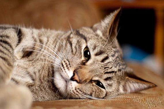 cats-000