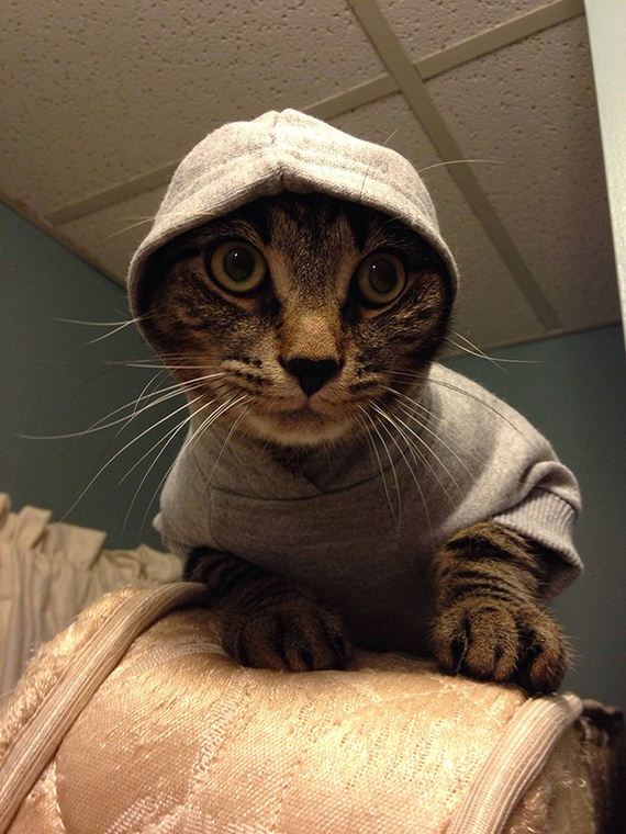 cats-000