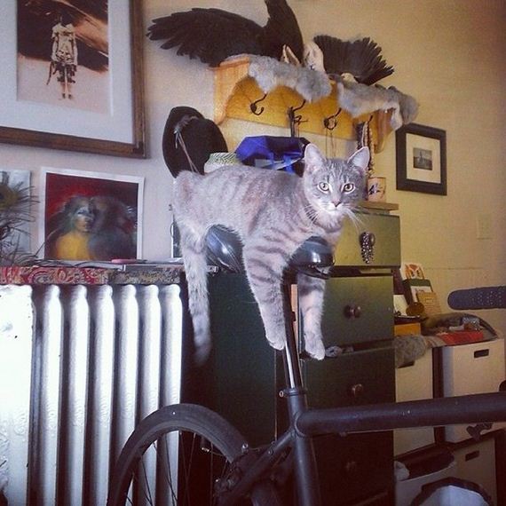 cats-000
