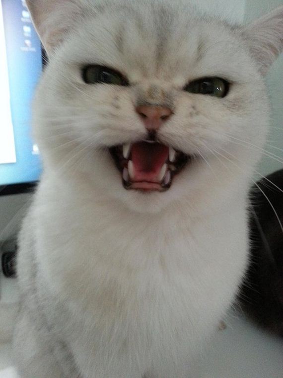 cats-000