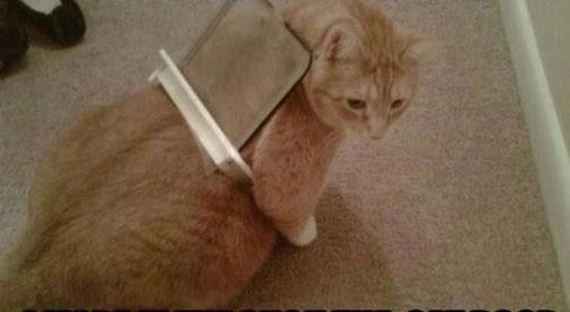 cats_03