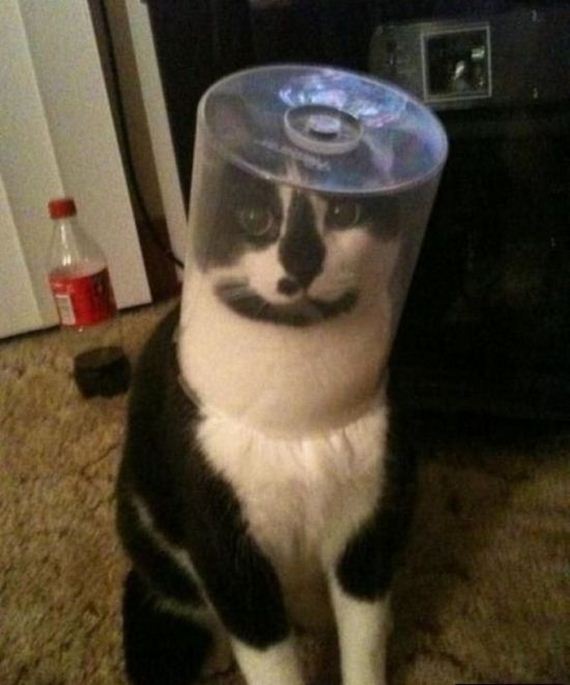 cats_03