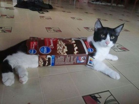 cats_03
