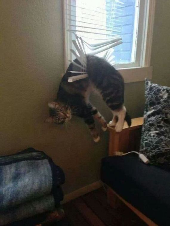 cats_03