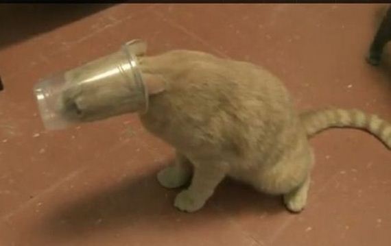 cats_03