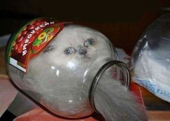 cats_03
