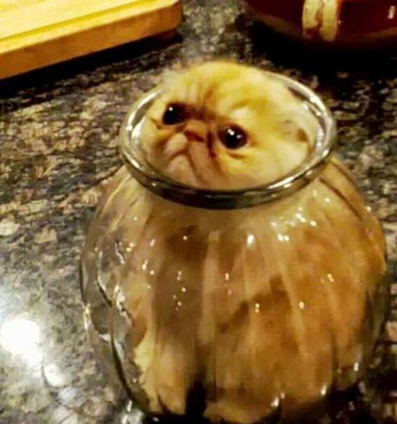 cats_03