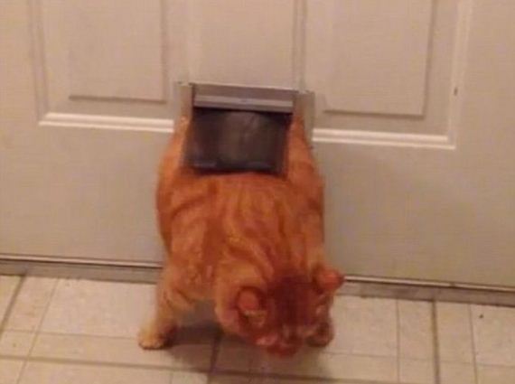 cats_03