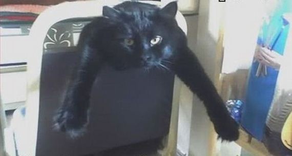 cats_03