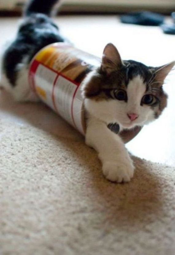 cats_03