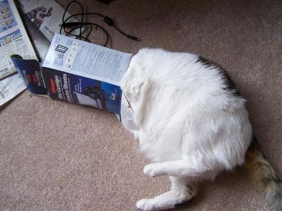 cats_03