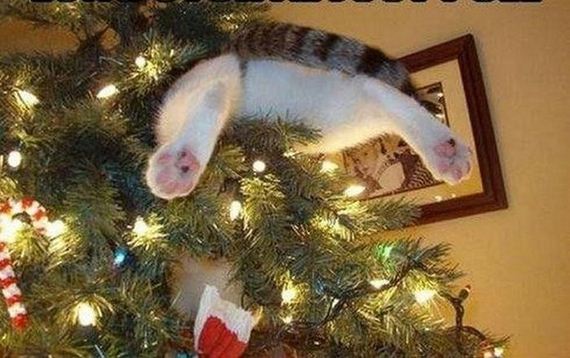 cats_03