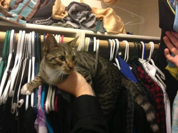 cats_03