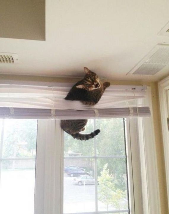 cats_03
