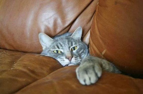 cats_03