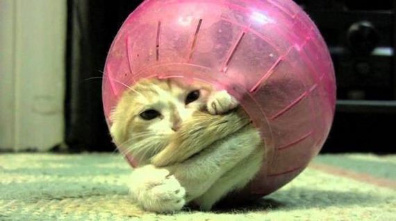 cats_03