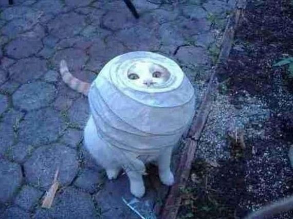 cats_03