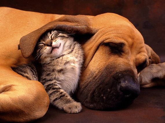 cats_and_dogs