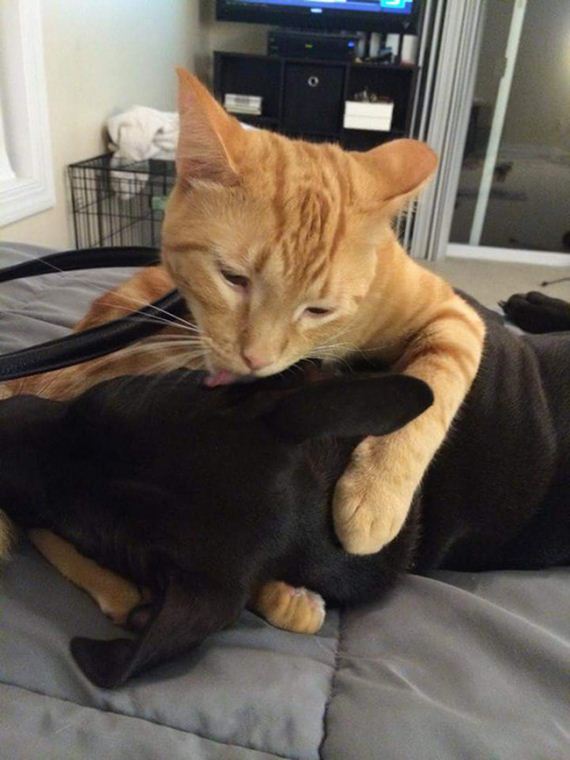 cats_and_dogs