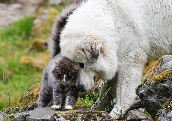 cats_and_dogs