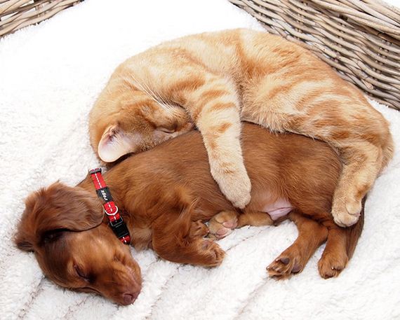 cats_and_dogs