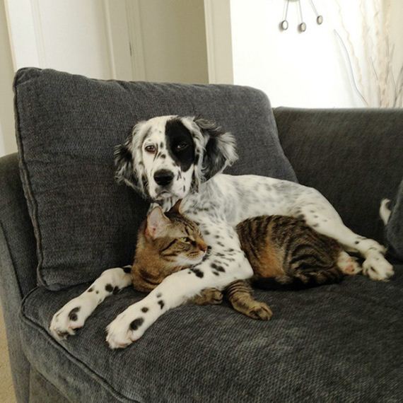 cats_and_dogs