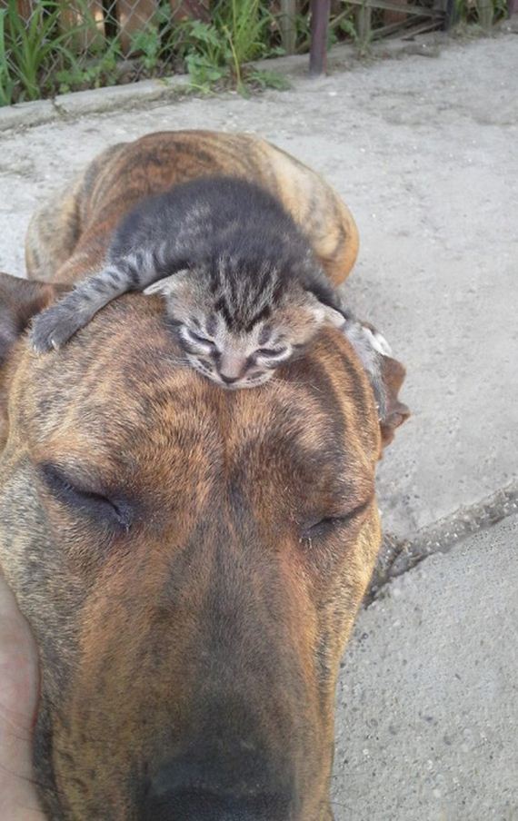 cats_and_dogs