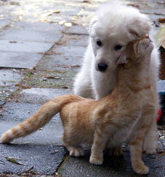 cats_and_dogs